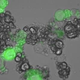 Illustration for article titled Nano-Particles Could Manufacture Cancer-Killing Drugs Inside Your Body